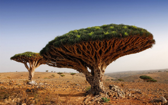 Blood Trees In Socotra