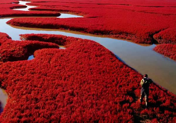 Panjin Red Beach in China (1)