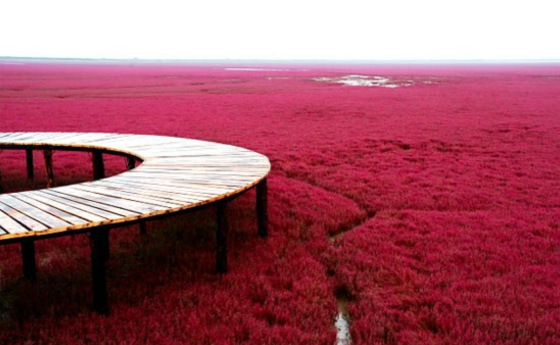 Panjin Red Beach in China (10)