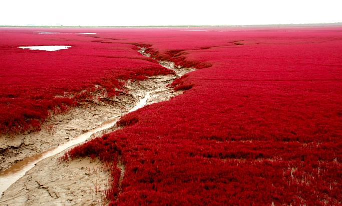 Panjin Red Beach in China (2)