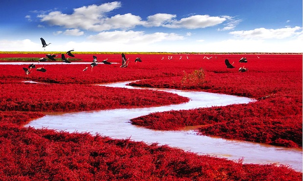Panjin Red Beach in China (6)