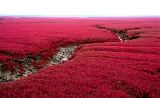 Panjin Red Beach in China (7)