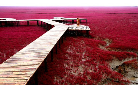 Panjin Red Beach in China (8)