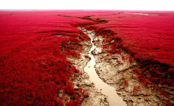 Panjin Red Beach in China (9)