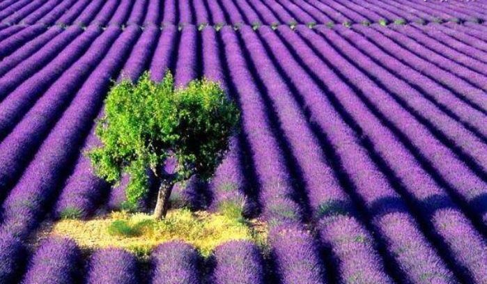 Provence (2)