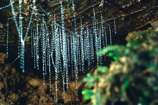 The Waitomo Glowworm Cave (1)