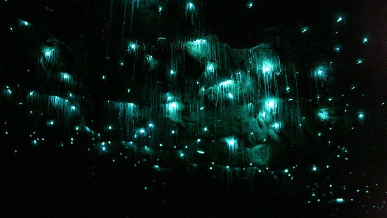 The Waitomo Glowworm Cave (3)