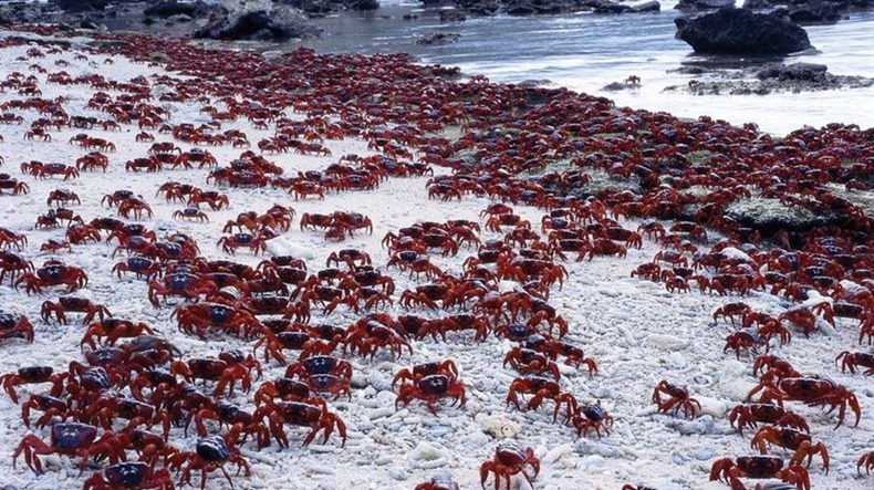 red-crab-migration-10[2]