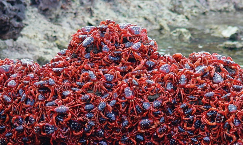 red-crab-migration-11[2]