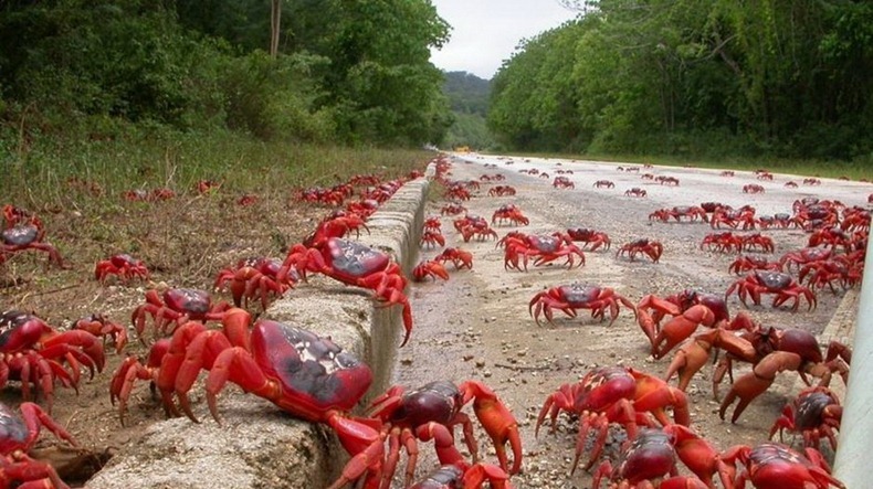 red-crab-migration-5[2]
