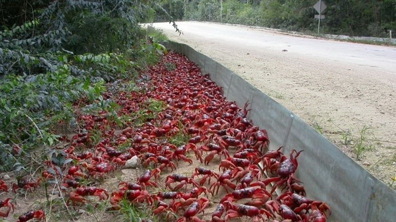 red-crab-migration-8[2]